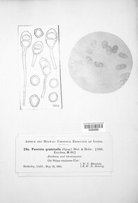 Puccinia graminella image